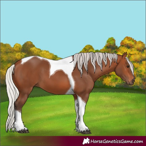 Horse Color:Silver Brown Tobiano 