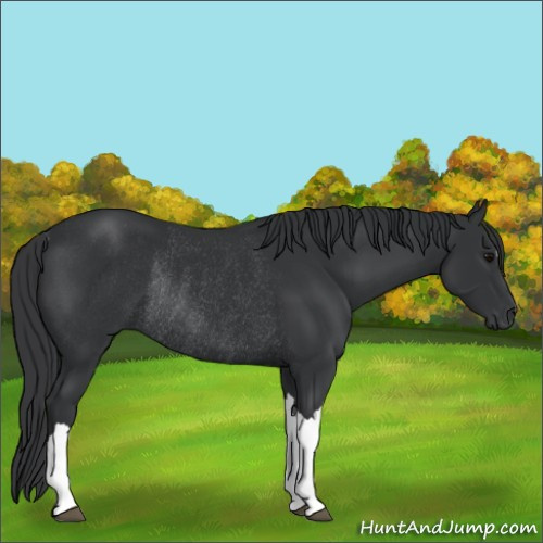 Horse Color:Black Rabicano