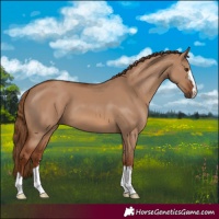 Horse Color:Red Dun 