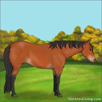 Horse Color:Bay 