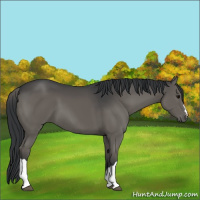 Horse Color:Black 