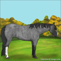 Horse Color:Blue Roan 