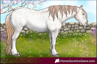 Horse Color:White Spotted Buckskin Pearl Onyx Appaloosa