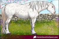Horse Color:White Spotted Bay Dun Appaloosa 