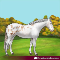 Horse Color:Bay Appaloosa  and Amber Champagne Appaloosa 