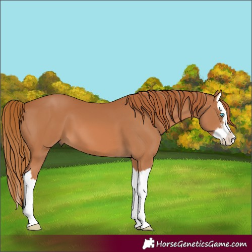 Horse Color:White Spotted Chestnut Splash 