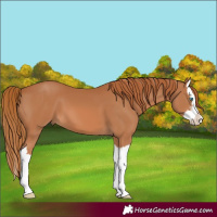Horse Color:White Spotted Chestnut Splash 