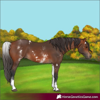 Horse Color:White Spotted Bay 