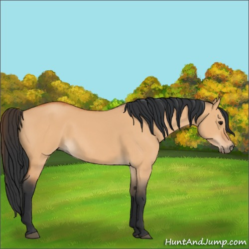 Horse Color:Bay Dun 