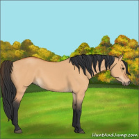 Horse Color:Bay Dun
