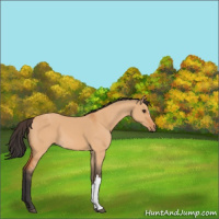 Horse Color:Bay Dun