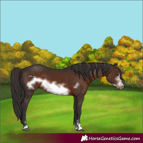 Horse Color:Liver Chestnut Sabino Frame