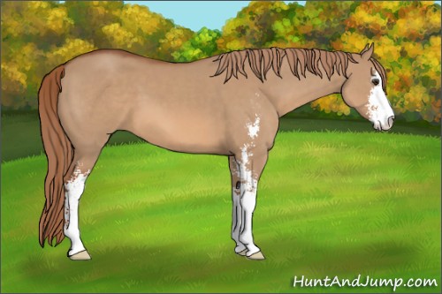 Horse Color:Red Dun Sabino