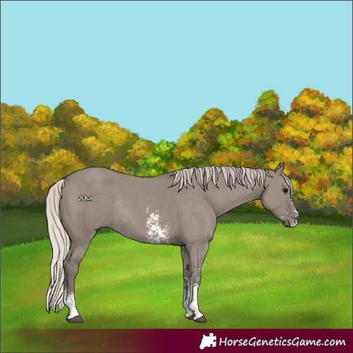 Horse Color:Silver Grullo Sabino Rabicano 