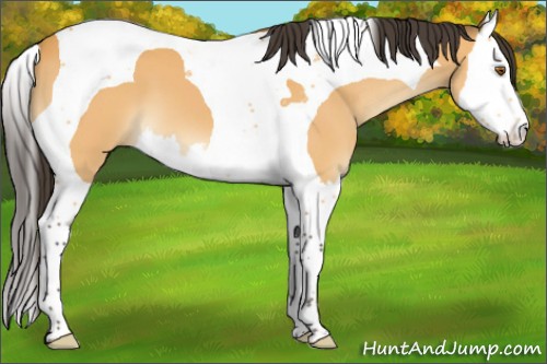 Horse Color:Buckskin Splash Tobiano 