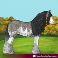 Horse Color:Grullo Sabino Splash  and Grullo Sabino Splash 