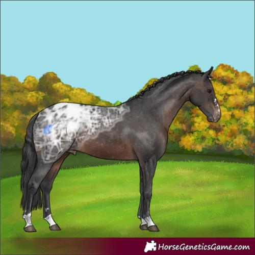Horse Color:Brown Ice Appaloosa 