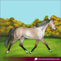 Horse Color:Gray Bay Dun 