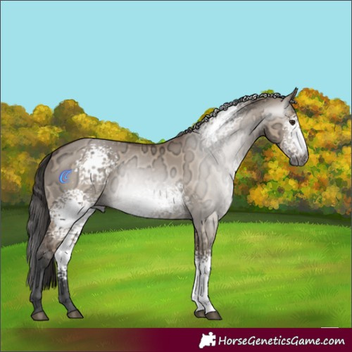 Horse Color:Gray White Spotted Bay Ice Dun 