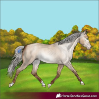 Horse Color:Gray Silver Amber Champagne Roan Dun 