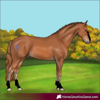 Horse Color:Void Chestnut 