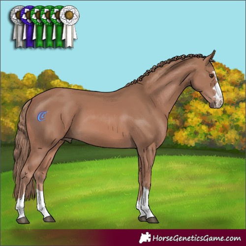 Horse Color:Chestnut 