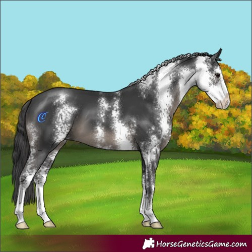 Horse Color:Black Sabino 