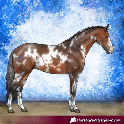 Horse Color:White Spotted Bay 