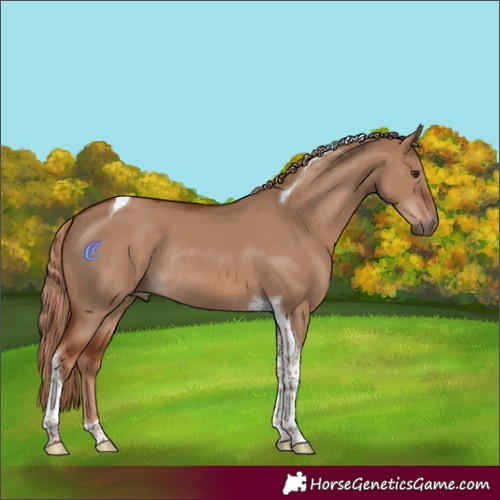 Horse Color:Red Dun Tobiano Rabicano