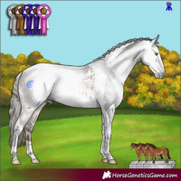 Horse Color:Gray White Spotted Bay Pearl Tobiano 
