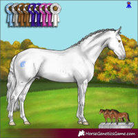 Horse Color:Gray White Spotted Bay Pearl Tobiano 