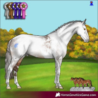 Horse Color:Gray White Spotted Bay Pearl Tobiano 