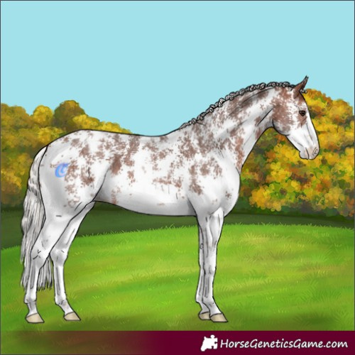Horse Color:Silver Bay Sabino Appaloosa