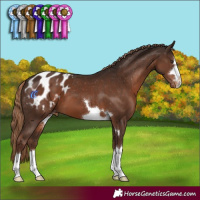 Horse Color:Liver Chestnut Appaloosa