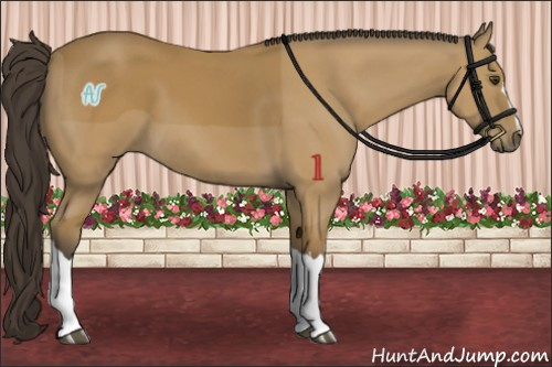Horse Color:Buckskin 