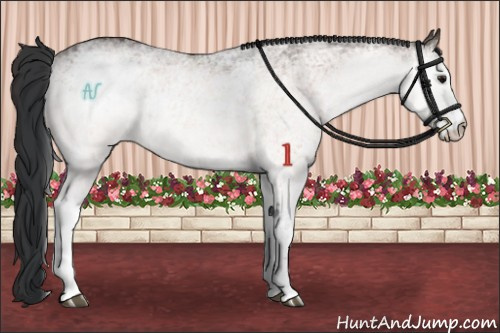 Horse Color:White Spotted Bay