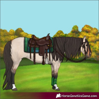 Horse Color:Bay Roan Dun 