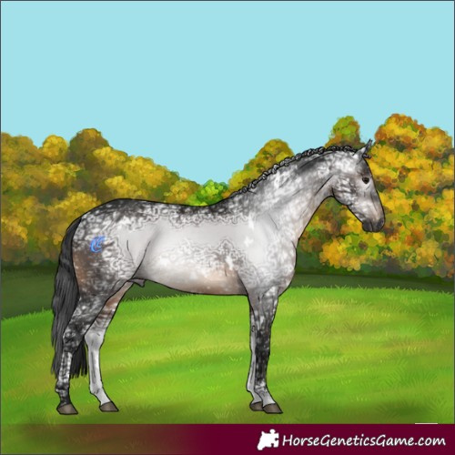 Horse Color:Gray White Spotted Brown Ice