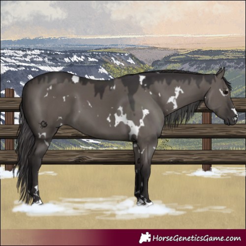 Horse Color:White Spotted Smoky Grullo 
