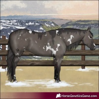 Horse Color:White Spotted Smoky Grullo
