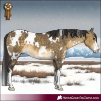 Horse Color:White Spotted Buckskin Dun 