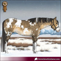 Horse Color:White Spotted Buckskin Dun 