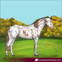 Horse Color:Chestnut Blanket  and Chestnut Ice Sabino Leopard 