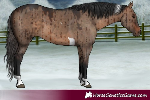 Horse Color:Brown Dun Tobiano Brindle 