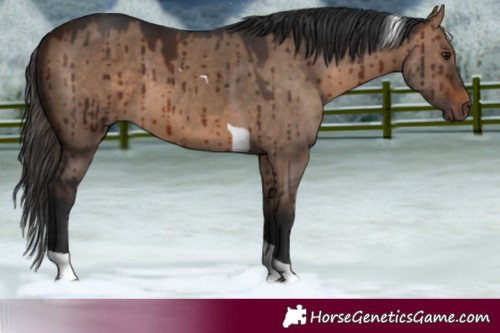 Horse Color:Brown Dun Tobiano Brindle 