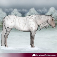 Horse Color:Platinum Chocolate Palomino Roan Appaloosa