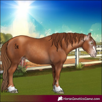 Horse Color:Gray Gold Champagne 