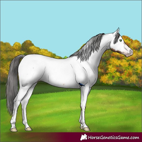Horse Color:Gray Amber Champagne Appaloosa