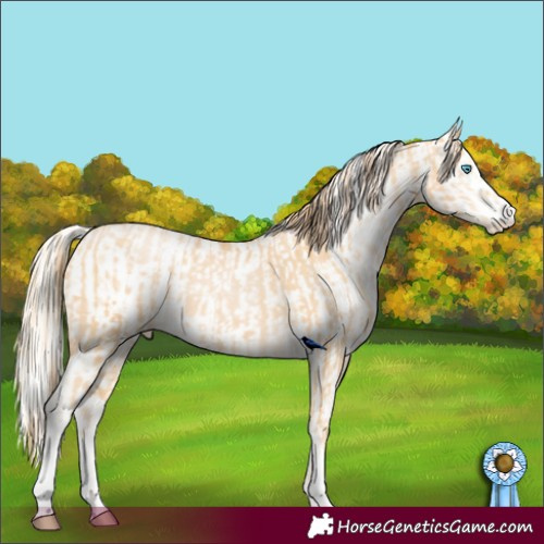 Horse Color:Buckskin Pearl and Gold Cream Champagne Pearl Near Leopard Rabicano