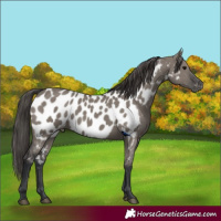 Horse Color:Grullo Near Leopard 